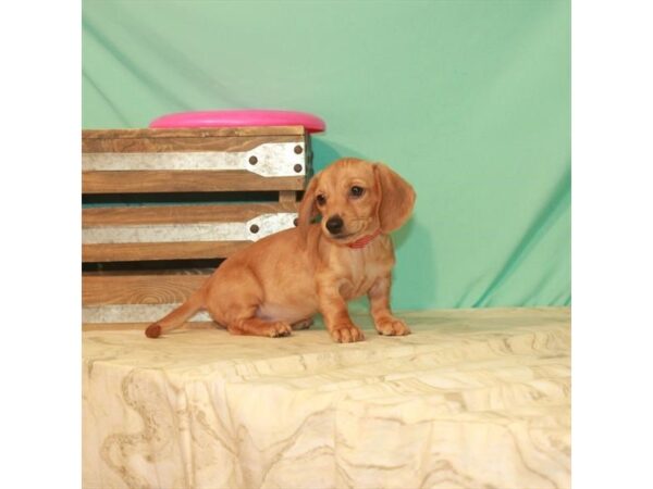 Dachshund-DOG-Female-Red-2776-Petland Knoxville, Tennessee