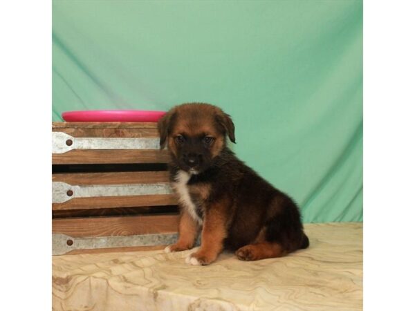 Heeler Mix DOG Male Red Sable 2777 Petland Knoxville, Tennessee
