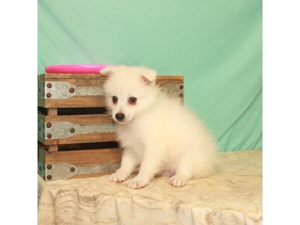 American Eskimo Dog-DOG-Male-White-2779-Petland Knoxville, Tennessee
