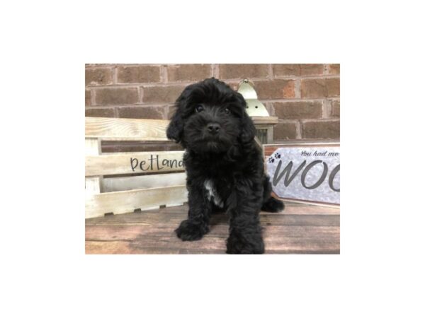 Hava Poo DOG Male BLK WHITE 2772 Petland Knoxville, Tennessee