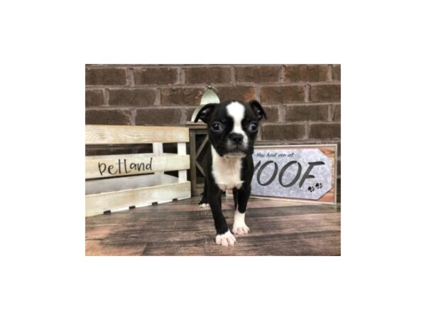 Boston Terrier-DOG-Female-RED WHITE-2774-Petland Knoxville, Tennessee