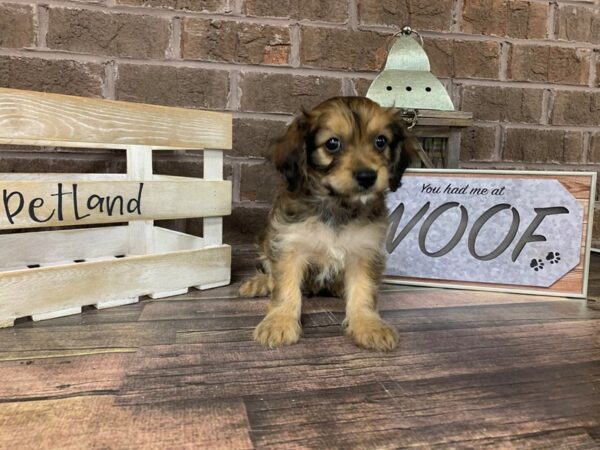 Yorkie Chon-DOG-Male-BEIGE-2788-Petland Knoxville, Tennessee