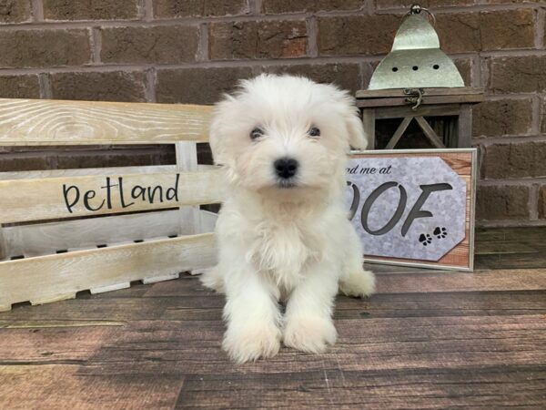 Maltese-DOG-Male-White-2793-Petland Knoxville, Tennessee