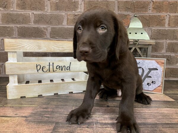 Labrador Retriever-DOG-Male-Chocolate-2781-Petland Knoxville, Tennessee