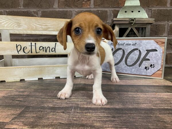 Dorkie-DOG-Female-Red-2784-Petland Knoxville, Tennessee