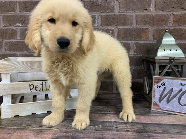 Goldendoodle-DOG-Male-Cream-2782-Petland Knoxville, Tennessee