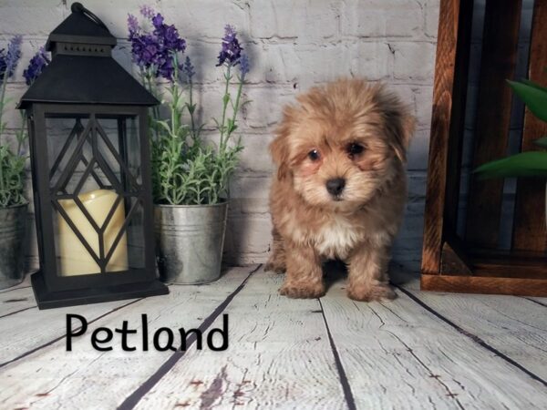 Morkie-DOG-Male-BEIGE-2798-Petland Knoxville, Tennessee