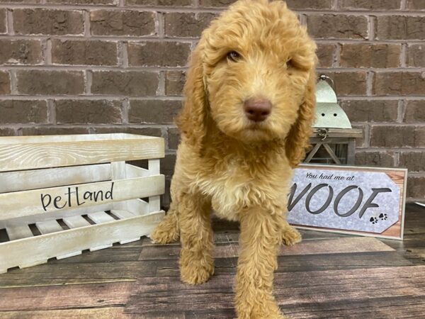 Goldendoodle-DOG-Female-Cream-2780-Petland Knoxville, Tennessee