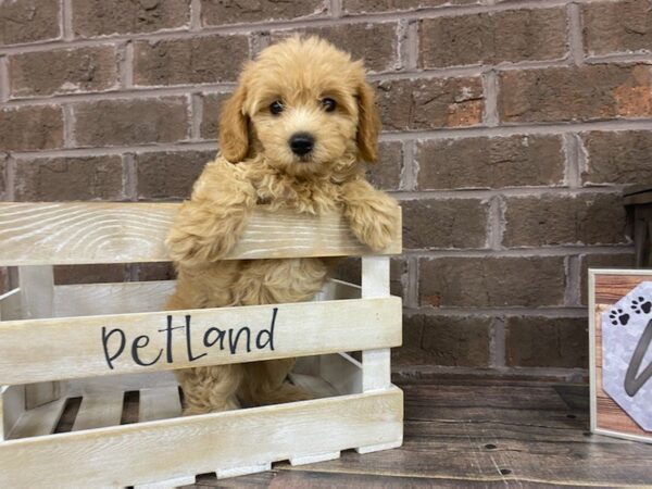 Poo Chon-DOG-Female-RED-2786-Petland Knoxville, Tennessee