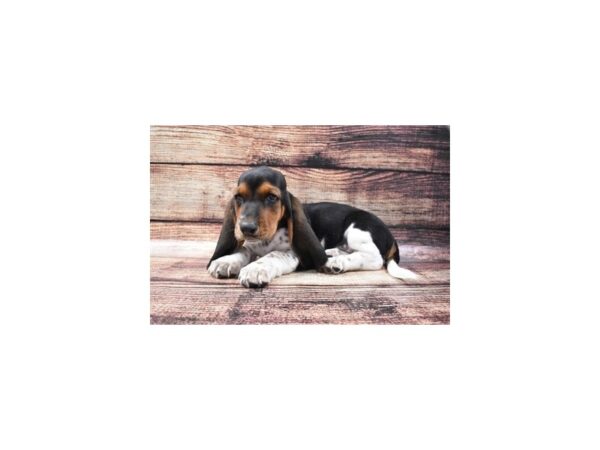 Basset Hound-DOG-Male-Black Brown and White-2802-Petland Knoxville, Tennessee