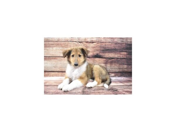Collie DOG Male Sable and White 2803 Petland Knoxville, Tennessee
