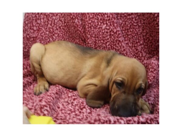 Bloodhound-DOG-Female-Red-2800-Petland Knoxville, Tennessee