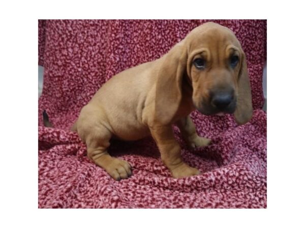 Bloodhound-DOG-Male-Red-2801-Petland Knoxville, Tennessee