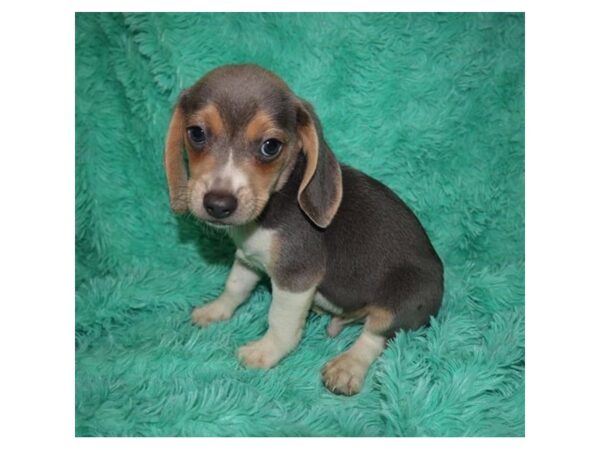 Beagle-DOG-Male-Blue White / Tan-2808-Petland Knoxville, Tennessee
