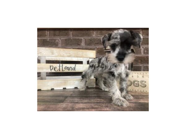 Miniature Schnauzer-DOG-Female-BLUE MERLE-2807-Petland Knoxville, Tennessee
