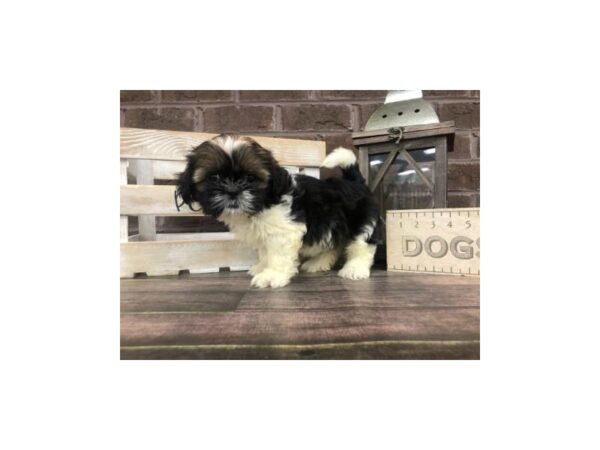Shih Tzu-DOG-Female-BROWN WH-2806-Petland Knoxville, Tennessee