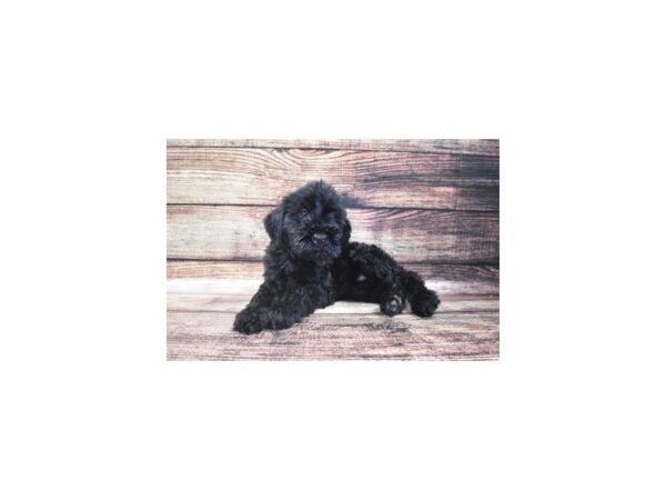 Giant Schnauzer-DOG-Female-Black-2813-Petland Knoxville, Tennessee