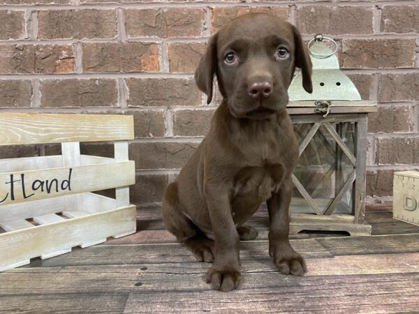 Labrador Retriever-DOG-Male-Chocolate-2812-Petland Knoxville, Tennessee