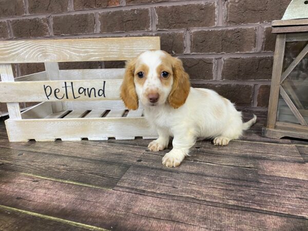 Dachshund DOG Male Cream 2821 Petland Knoxville, Tennessee
