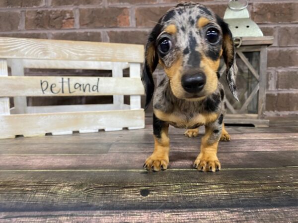 Dachshund-DOG-Female-Silver-2822-Petland Knoxville, Tennessee