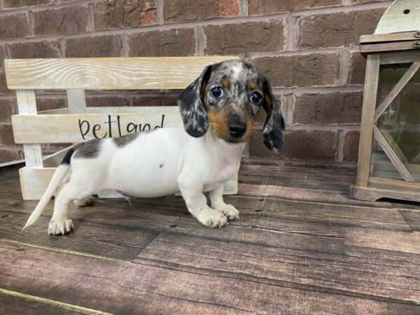Dachshund-DOG-Male-Blue-2823-Petland Knoxville, Tennessee