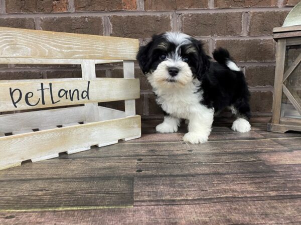 Havanese-DOG-Female-BLACK WH-2819-Petland Knoxville, Tennessee
