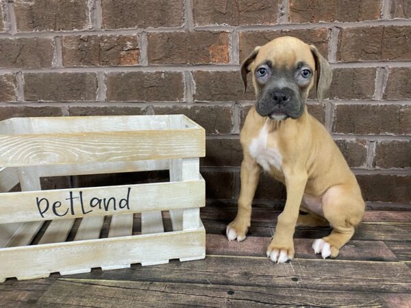 Boxer-DOG-Female-Lilac & White-2826-Petland Knoxville, Tennessee