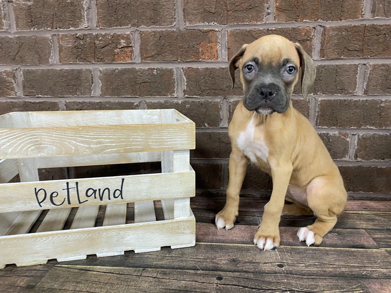 Boxer Puppy Lilac & White ID:2826 Located at Petland Knoxville