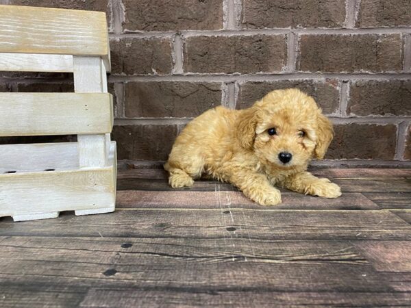 Miniature Poodle-DOG-Female-RED-2830-Petland Knoxville, Tennessee