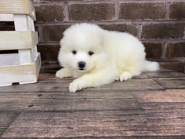 Pomsky-DOG-Male-CREAM WHITE-2829-Petland Knoxville, Tennessee