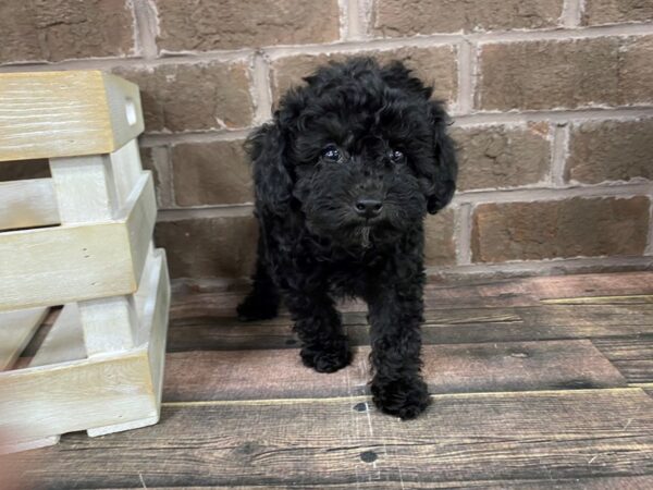 Yorkie Poo-DOG-Female-BLK-2831-Petland Knoxville, Tennessee
