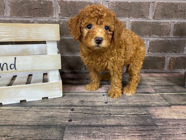 F2 MINI GOLDENDOODLE-DOG-Male-Red-2828-Petland Knoxville, Tennessee