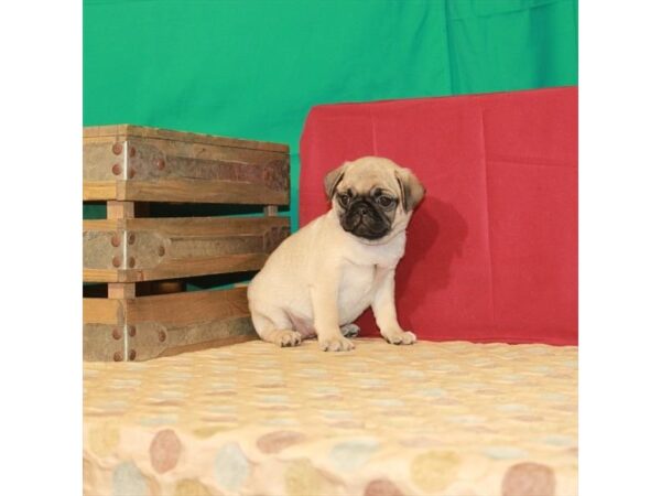 Pug-DOG-Female-Fawn-2836-Petland Knoxville, Tennessee