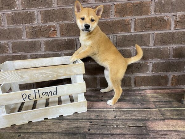 Shiba Inu-DOG-Female-Red Sesame-2834-Petland Knoxville, Tennessee