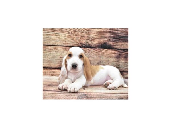 Basset Hound-DOG-Female-Lemon and White-2848-Petland Knoxville, Tennessee