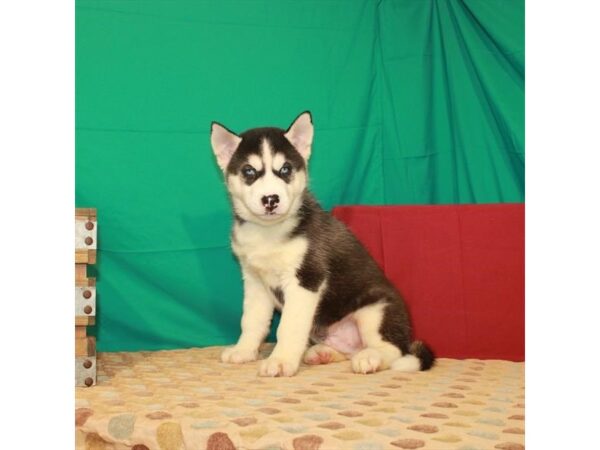 Siberian Husky-DOG-Male-Black / White-2847-Petland Knoxville, Tennessee