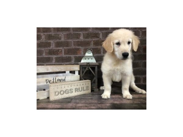 Golden Retriever-DOG-Male-Golden-2824-Petland Knoxville, Tennessee