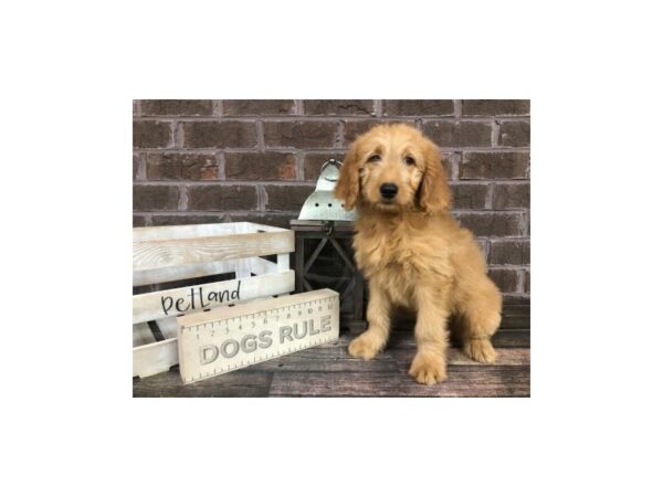 Goldendoodle-DOG-Female-Dark Red-2839-Petland Knoxville, Tennessee