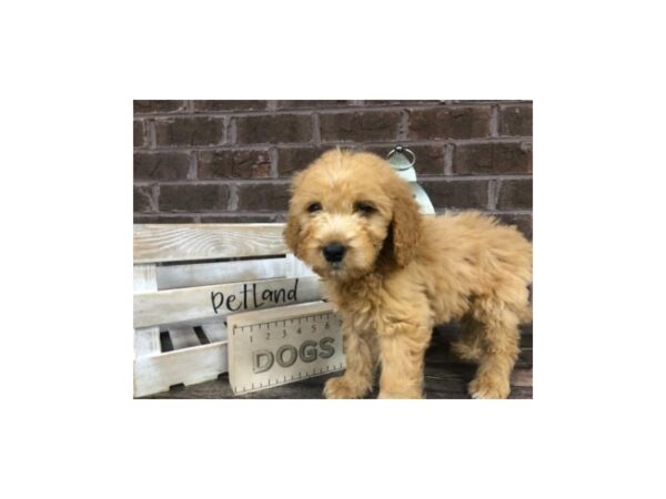 Goldendoodle-DOG-Male-Dark Red-2838-Petland Knoxville, Tennessee