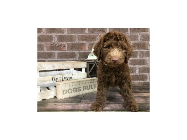 F1B Goldendoodle-DOG-Male-Chocolate-2855-Petland Knoxville, Tennessee
