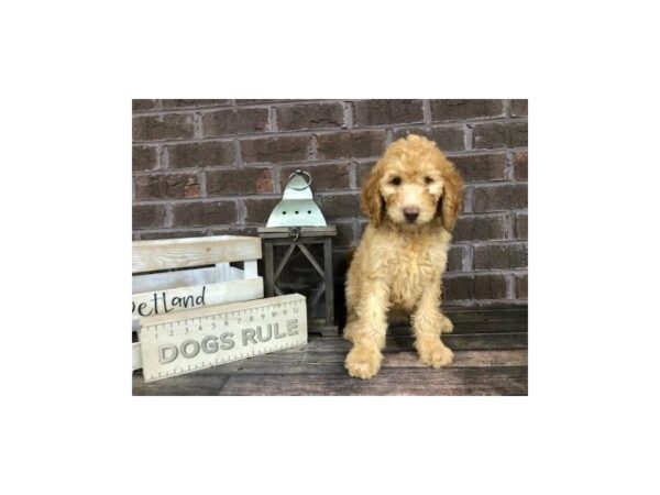 F1B Goldendoodle-DOG-Female-Apricot-2854-Petland Knoxville, Tennessee