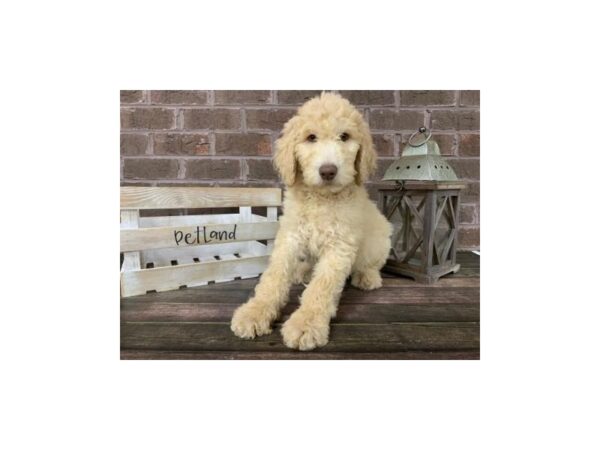F1B Goldendoodle-DOG-Male-Cream-2852-Petland Knoxville, Tennessee