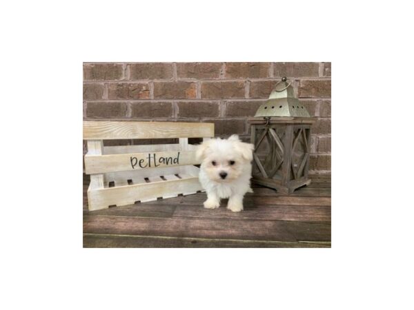 Maltese-DOG-Male-White-2861-Petland Knoxville, Tennessee