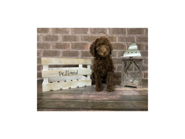 Labradoodle-DOG-Male-Sable-2863-Petland Knoxville, Tennessee