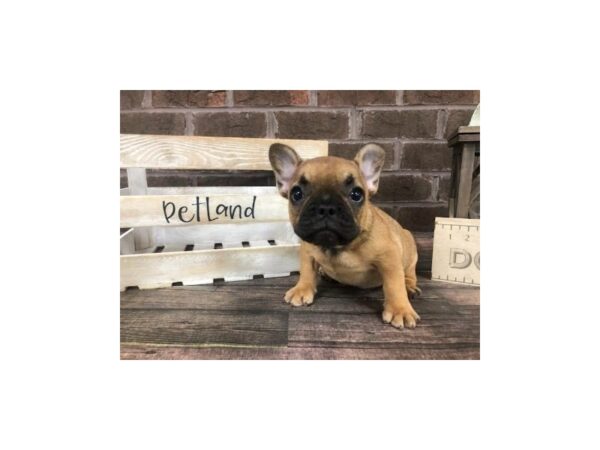 French Bulldog-DOG-Male-Fawn-2876-Petland Knoxville, Tennessee