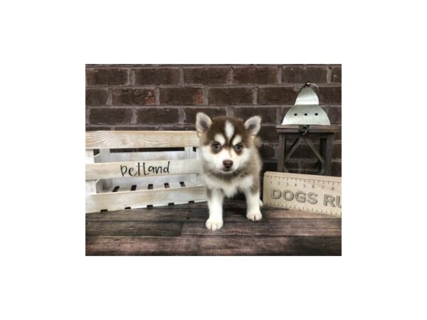 Pomsky-DOG-Female-RED WH-2871-Petland Knoxville, Tennessee