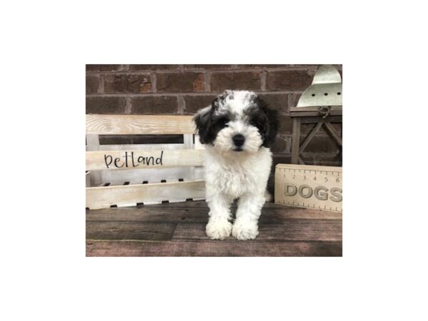 Bichapoo-DOG-Female-White-2867-Petland Knoxville, Tennessee