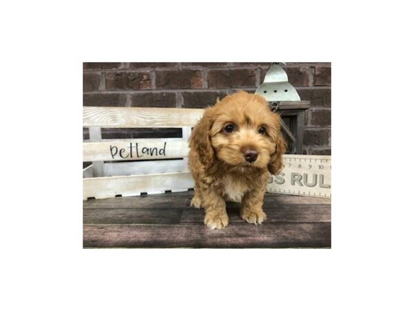 Cockapoo-DOG-Male-Red-2868-Petland Knoxville, Tennessee
