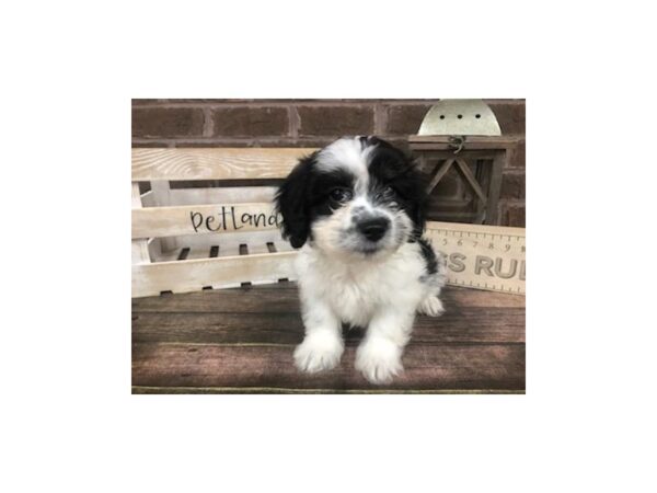Zuchon-DOG-Male-blk & wht-2865-Petland Knoxville, Tennessee