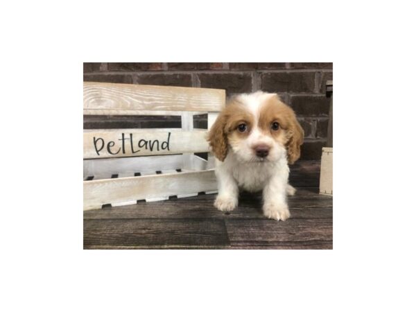 Cockapoo-DOG-Female-White-2869-Petland Knoxville, Tennessee